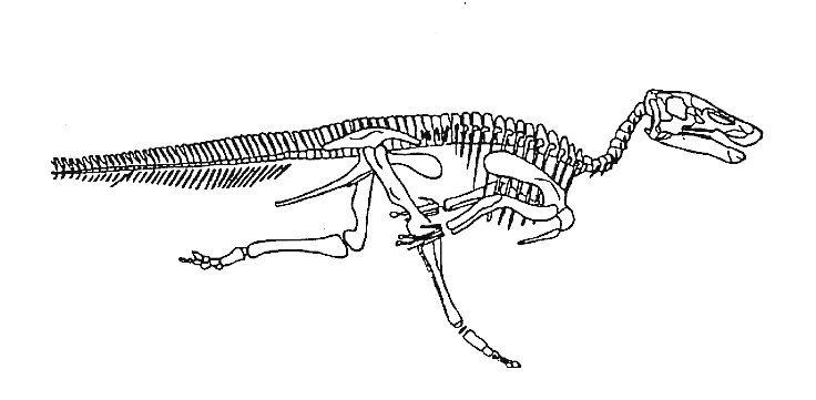 Telmatosaurus , dinosaure hadrosaurid� courant.jpg (34783 octets)
