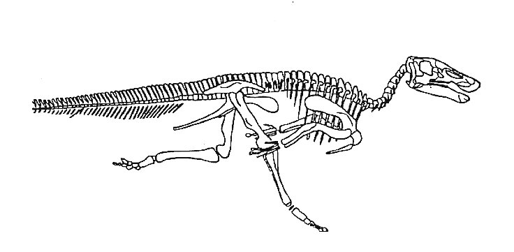 Telmatosaurus , dinosaure hadrosaurid courant.jpg (34783 octets)