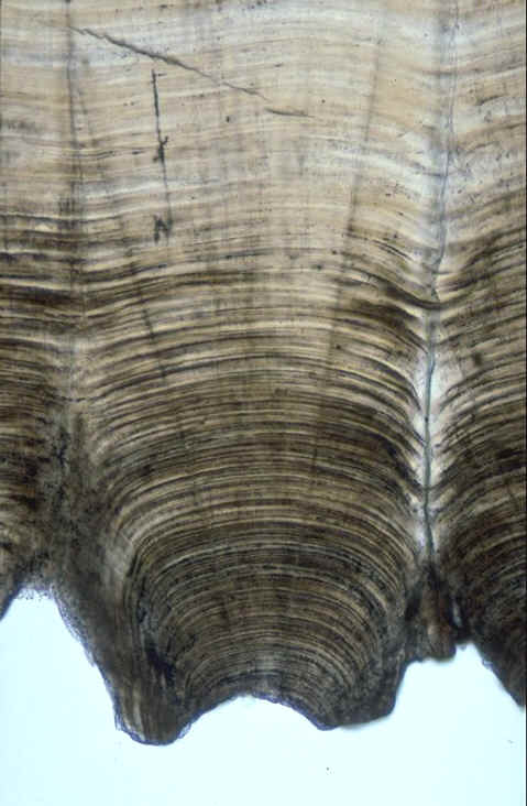 Mamille oeuf eclos gisement de la Cairanne , commune de Rousset-sur-Arc ( Bouches-du-Rh�ne ) , auteur : Ph.Kerourio, reproduction interdite.jpg (85773 octets)