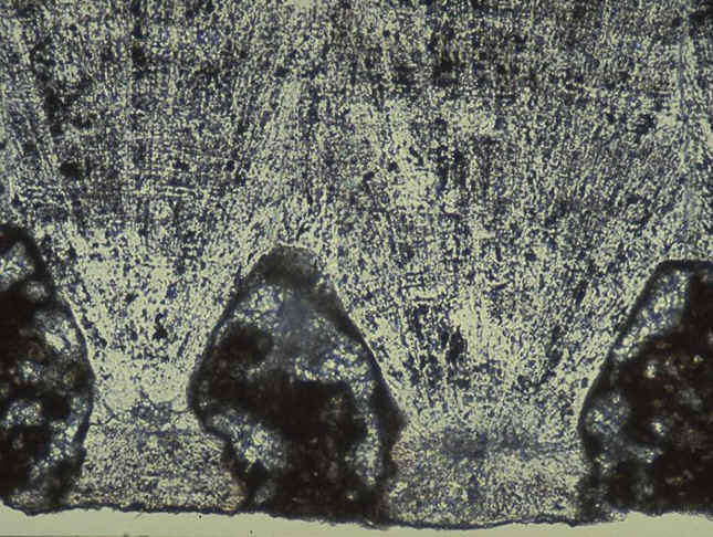 Mamille oeuf non eclos gisement de Roques hautes , commune de Beaurecueil , Bouches-du-Rh�ne , auteur : Ph.Kerourio , reproduction interdite.jpg (144963 octets)