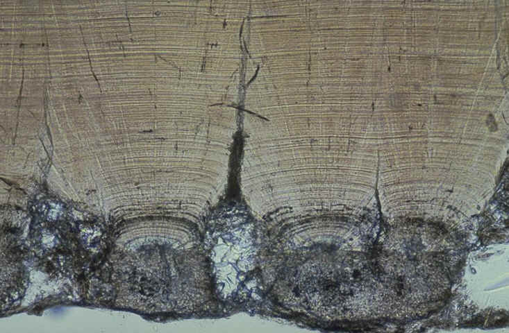 Mamille oeuf non eclos gisement de la Cairanne , Rousset , auteur : Ph.Kerourio, reproduction interdite.jpg (107753 octets)