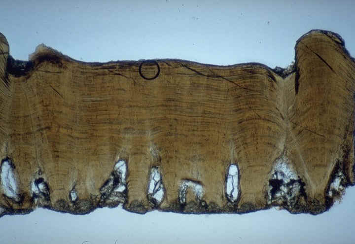 Megaloolithus aureliensis section radiale ,gisement de Sacaron ( Pourrires ,Var ) , auteur : Ph.Kerourio , reproduction interdite.jpg (75868 octets)