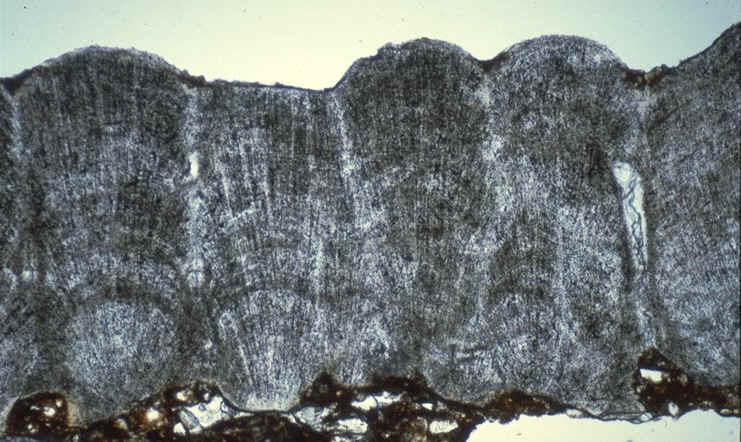 Megaloolithus coupe radiale lum nat, Rognacien sup�rieur de la r�gion de Ch�teauneuf-le-Rouge , Bouches-du-Rh�ne , France , auteur : Ph.Kerourio , reproduction interdite .jpg (113670 octets)