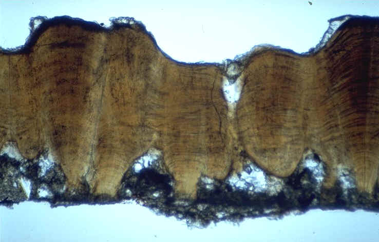 Melaoolithus aureliensis section radiale Sacaron 1.jpg (74848 octets)
