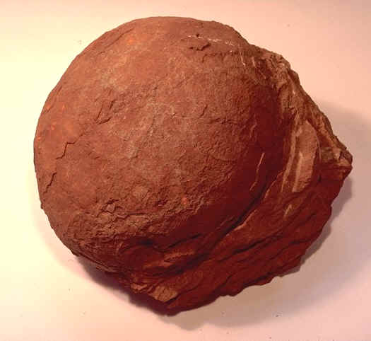 Oeuf Dinosaure collection Frigara Rognacien sup�rieur de Rousset-sur-Arc ( Bouches-du-Rh�ne ) , Mus�um d'Histoire naturelle de Marseille, auteur : Ph.Kerouriocouleur.jpg (60914 octets)