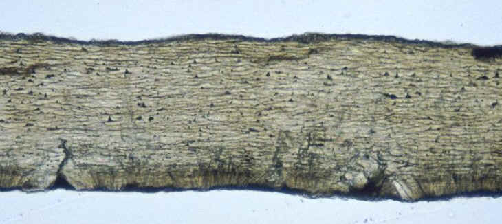 Oeuf de type avien , Rognacien inf�rieur de la r�gion de Pourcieux , Var , bassin d'Aix-en-Provence , section radiale en lumi�re naturelle , auteur : Ph.Kerourio , reproduction interdite.jpg (62667 octets)