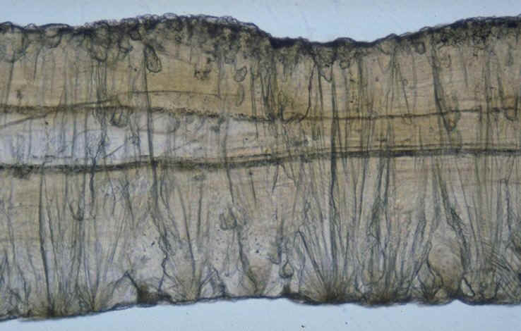 Oeuf avien , coupe radiale en lumi�re naturelle , Rognacien inf�rieur , bassin d'Aix-en-Provence , r�gion de Rousset-sur-Arc , auteur : Ph.Kerourio , reproduction interdite .jpg (77085 octets)