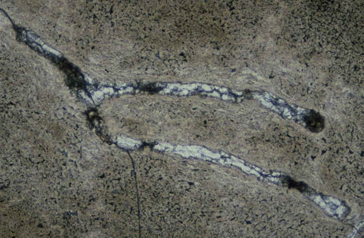 Oeuf ratite pore en Y lumnat.jpg (114943 octets)