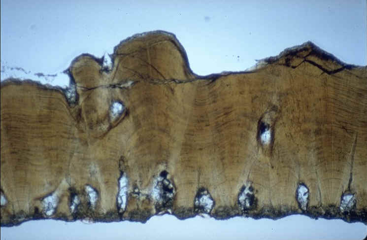 Megaloolithus aureliensis , gisement de sacaron , commune de Pourrires, Var , section radiale , auteur : Kerourio , reproduction interdite .jpg (69388 octets)