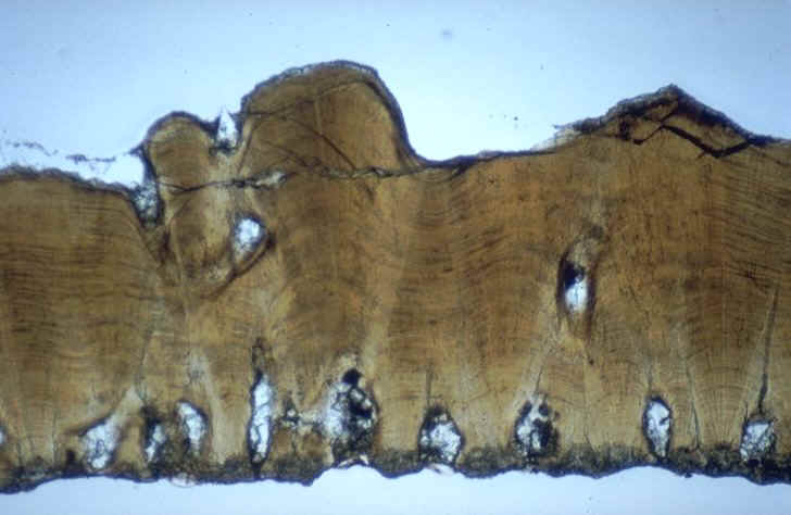 Oeuf de Dinosaure, coupe radiale en lumi�re naturelle , Pourcieux , Bassin d'Aix , Var , Rognacien inf�rieur , auteur : Ph.Kerourio , reproduction interdite .jpg (59941 octets)
