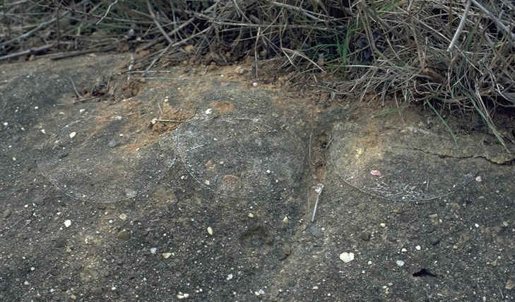 Oeufs de dinosaures gisement de Campagne sur Aude , auteur : Ph.Kerourio , reproduction interdite.jpg (144057 octets)