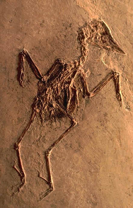 Oiseau fossile Oligocne du Vaycluse auteur : Ph.Kerourio , reproduction interdite0301.jpg (105001 octets)