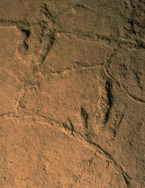 Empreintes de pas de dinosaure thropode Le Veillon ( Vende ) , auteur : Ph.Kerourio.jpg (115981 octets)