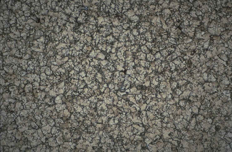 Prismatoolithus lum nat section tangentielle.jpg (133449 octets)