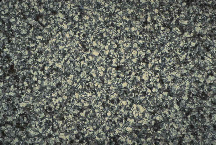 Prismatoolithus sect tangentielle.jpg (143474 octets)