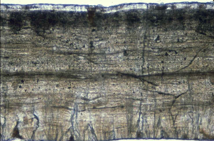 Prismatoolithus section radiale nv1.jpg (108375 octets)