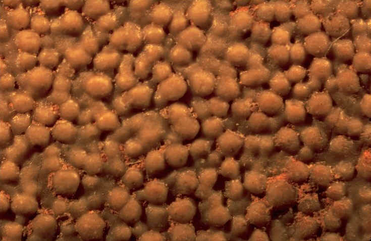 Surface megaloolithus 03.jpg (82360 octets)