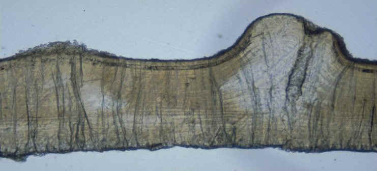 oeuf de type avien , Rognacien inf�rieur , r�gion de Pourcieux , bassin d'Aix-en-Provence , Var , coupe radiale en lumi�re naturelle , auteur : Ph.Kerourio , reproduction interdite .jpg (58467 octets)