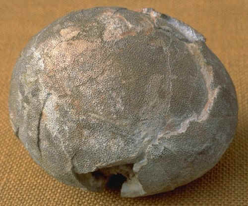 Megaloolithus siruguei forme pathologique Mus�e d'Histoire Naturelle de Marseille , auteur : Kerourio , 1979 , reproduction interdite.jpg (94022 octets)