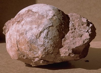 Megaloolithus mamillare, oeuf entier,Rognacien sup�rieur de la r�gion de Ch�teauneuf-le-Rouge , bassin d'Aix-en-Provence,Mus�um d'Histoire Naturelle d'Aix-en-Provence, auteur : Ph.Kerourio, reproduction interdite.jpg (30073 octets)