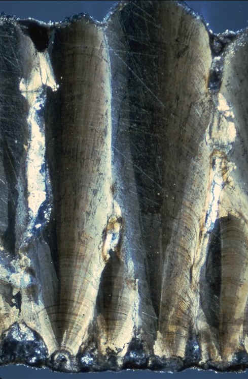 oeuf tubercul� Rousset lum pol.jpg (95990 octets)