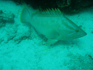 Baramundi Cod