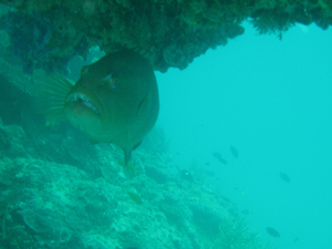 Coral Trout