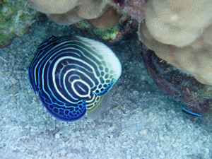 Juvenile Angel
Fish