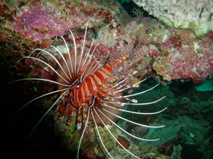 Lion Fish