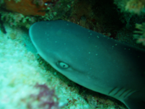 Nurse shark