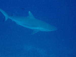 Oceanic White Tip Shark