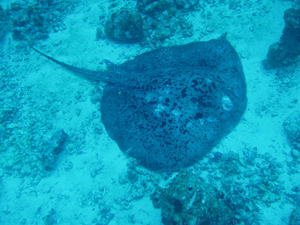 Stingray