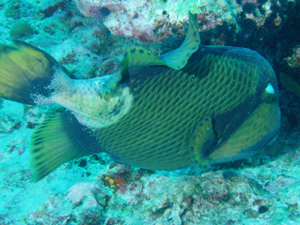 Titan Trigger Fish