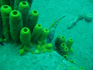Tube Corals