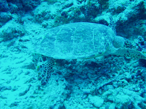 Hawksbill Turtle