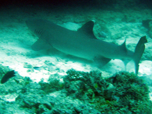 White Tip Reef Shark