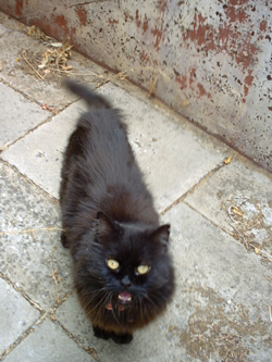 Ted, my black cat