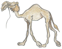 Camel