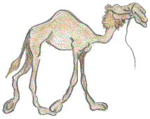 Camel