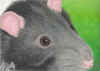 RattusNorvegicus_sm.jpg (176627 bytes)