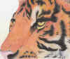 Tigerhead_sm.jpg (215651 bytes)