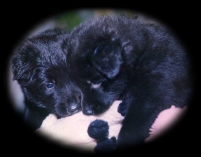 puppies.jpg - 20937 Bytes