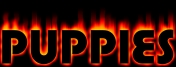titlepuppies.jpg - 12022 Bytes