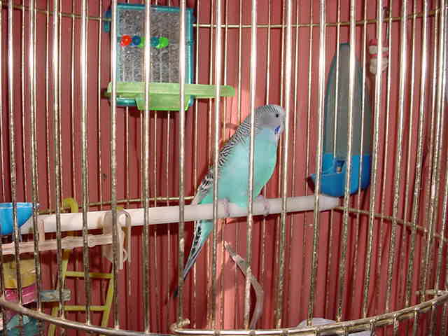 Parakeet -Honey