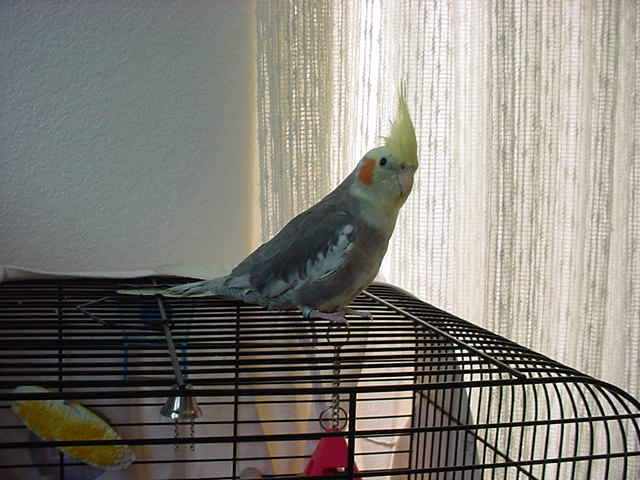 Cockatiel -Teioh
