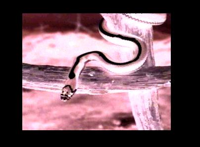Garnet - a snake - just a snake. I inverted the colors. The video looked a little bit too much like a cult, so I didn't care to continue downloadinging it; do tell me if I'm wrong!