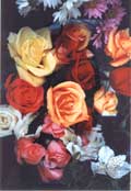 Multicolored roses