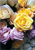 multi-colored roses at a florists shop