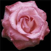 Beautiful Dewy Pink Rose