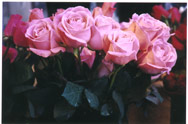 Pink roses in a row